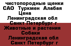 чистопородные щенки САО. Туркмен. Алабая. › Цена ­ 35 000 - Ленинградская обл., Санкт-Петербург г. Животные и растения » Собаки   . Ленинградская обл.,Санкт-Петербург г.